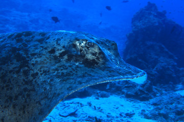 Blotched stingray © aquapix