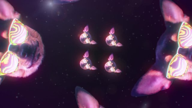 Dog chihuahua happy faces gif animation, motion design pattern in 3d with color background, fashion promo or nightclub vj art perfomance