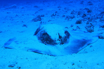 Blotched stingray © aquapix