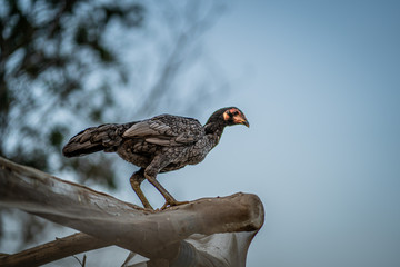 Chicken perched on a branch