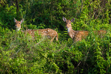 Beautiful spotted deer looking towards
