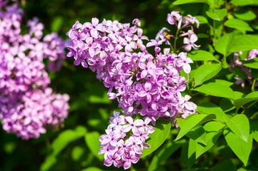 Branch with spring blossoms pink lilac flowers, bright blooming floral background.