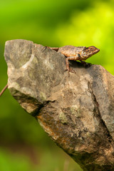 A lizard resting on the rock.