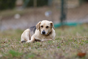 Domestic dog sleeping on the grass in house of refuge 