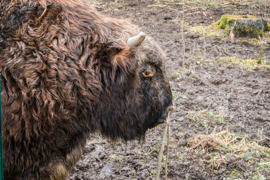 Portrait of a hybrid of domestic cattle and wisent.know as a zubron living in the biggest Polish forest called Bialoweza.