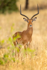 The kob (Kobus kob) is an antelope found across Central Africa and parts of West Africa and East Africa.