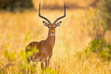 The kob (Kobus kob) is an antelope found across Central Africa and parts of West Africa and East Africa.