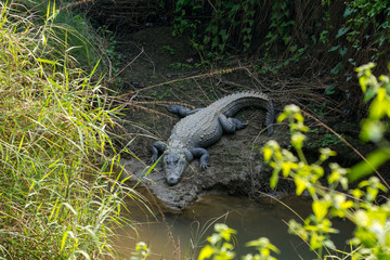 Big Marsh Crocodiles near the water