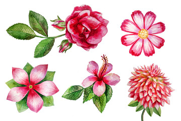 watercolor flowers painting illustration isolated on white background