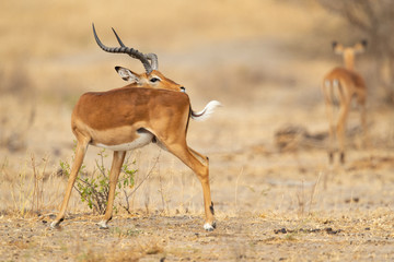 The kob (Kobus kob) is an antelope found across Central Africa and parts of West Africa and East Africa.