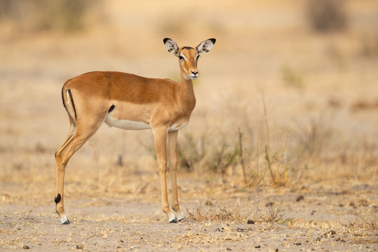 The kob (Kobus kob) is an antelope found across Central Africa and parts of West Africa and East Africa.