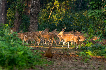 Fototapeta premium Large number of Spotted Deers at Chitwan National Park, Nepal