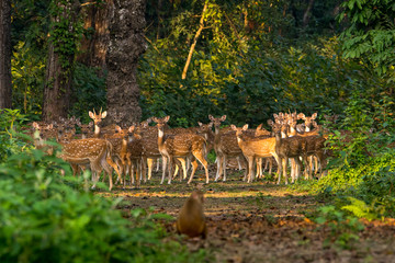 Obraz premium Large number of Spotted Deers at Chitwan National Park, Nepal