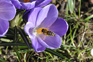 Lila Krokus wird von einer hungrigen Biene besucht