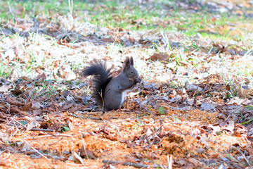 squirrel on ground