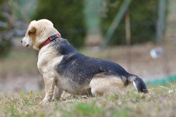 Domestic dog sleeping on the grass while waiting for his master