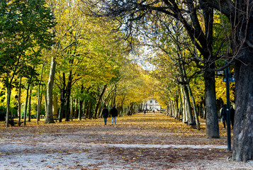 A beautiful alley with yellow trees in Luxembourg Palace gardens during autumn season, Paris, France