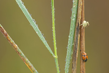 Close-up of dew covered crab spider and lady bug on a grass stem