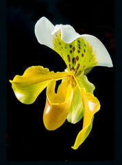 orchid Venus slipper Paphiopedilum