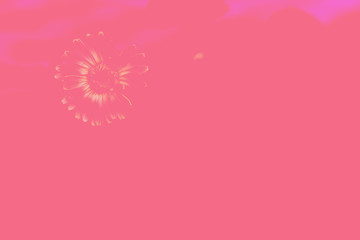 Obraz premium gerbera flower, isolated on pink background.