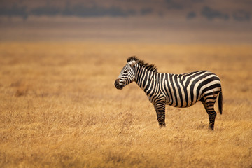 Fototapeta na wymiar The plains zebra (Equus quagga, formerly Equus burchellii), also known as the common zebra, is the most common and geographically widespread species of zebra.