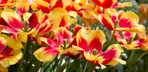 Colorful tulips in the spring garden. Easter background.