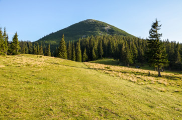 Khomyak mountain in the Carpathian Mountain, Ukraine. Grass covered meadow, pine trees and distant mountain peaks. It is an ideal option for a one-day rest