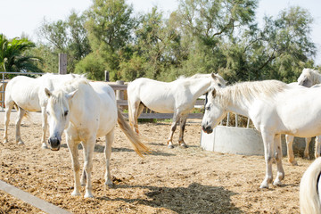 The Camargue horses in the blue Camargue lagoon in summer days