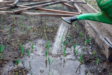 young onions watered from a watering can in the spring, gardening