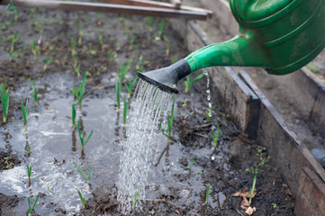 young onions watered from a watering can in the spring, gardening