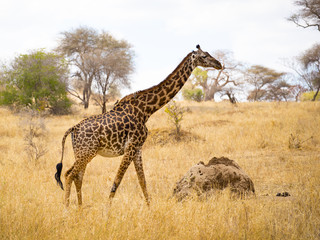 Masai giraffe (Giraffa camelopardalis tippelskirchii), also spelled Maasai giraffe, also called Kilimanjaro giraffe, is the largest subspecies of giraffe. It is native to East Africa.