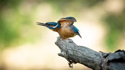 Kingfisher in morning