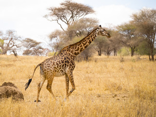 Masai giraffe (Giraffa camelopardalis tippelskirchii), also spelled Maasai giraffe, also called Kilimanjaro giraffe, is the largest subspecies of giraffe. It is native to East Africa.