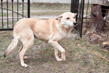 homeless yard dog on the street in the village