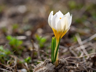 Crocus chrysanthus 'Ard Schenk' is one of the first spring flowers in a garden