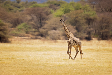 Masai giraffe (Giraffa camelopardalis tippelskirchii), also spelled Maasai giraffe, also called Kilimanjaro giraffe, is the largest subspecies of giraffe. It is native to East Africa.