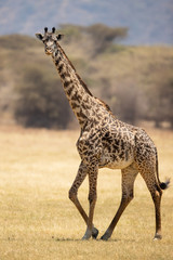 Masai giraffe (Giraffa camelopardalis tippelskirchii), also spelled Maasai giraffe, also called Kilimanjaro giraffe, is the largest subspecies of giraffe. It is native to East Africa.