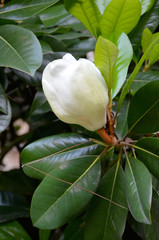  Magnolia branches with a white flower bud