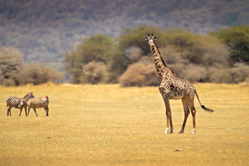 Obraz na płótnie Canvas Masai giraffe (Giraffa camelopardalis tippelskirchii), also spelled Maasai giraffe, also called Kilimanjaro giraffe, is the largest subspecies of giraffe. It is native to East Africa.