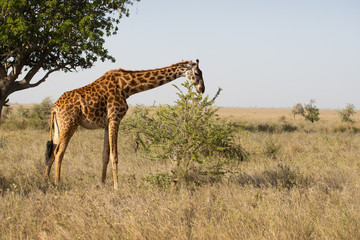 Naklejka na ściany i meble Masai giraffe (Giraffa camelopardalis tippelskirchii), also spelled Maasai giraffe, also called Kilimanjaro giraffe, is the largest subspecies of giraffe. It is native to East Africa.