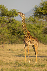 Masai giraffe (Giraffa camelopardalis tippelskirchii), also spelled Maasai giraffe, also called Kilimanjaro giraffe, is the largest subspecies of giraffe. It is native to East Africa.