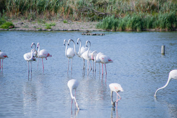 The greater flamingo (Phoenicopterus roseus) in the blue Camargue lagoon in summer days