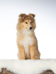 Shetland sheepdog puppy in a studio with white background. Cute little furry friend isolated on white.