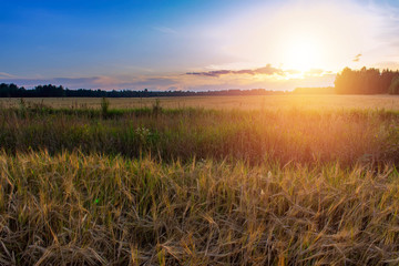 Fototapeta na wymiar Summer sunset in a field with ears of wheat and beautiful sky.