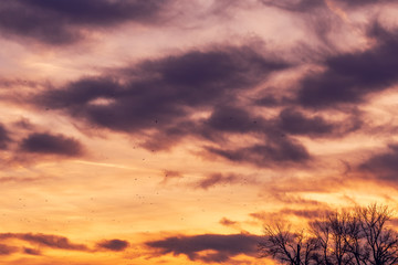 Fototapeta na wymiar Flock of seagulls flying across colorful sunset sky