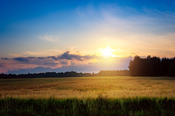 Summer sunset in a field with ears of wheat and beautiful sky.