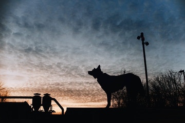 mixed breed dog silhouette standing outdoors at sunset