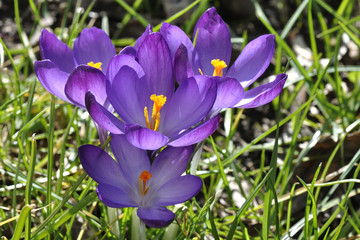 Hier blühen mehrere lila Krokusse