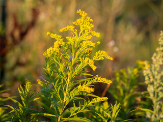 Canada goldenrod (Solidago canadensis) invasive plant in Europe