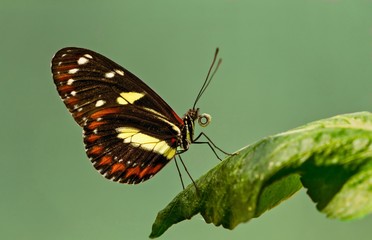 Atthis longwing - Heliconius atthis, beautiful   butterfly native to western Ecuador